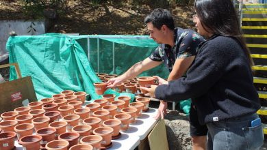 Photo of Optimizan cultivos de alfalfa en la provincia El Loa