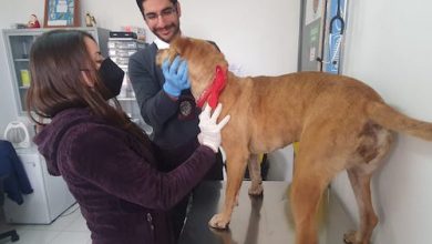 Photo of PDI investiga mal trato animal y busca al responsable fugado