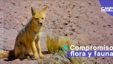 Photo of Restauran flora y fauna nativa de Chungungo