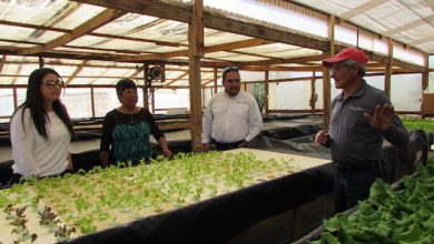 Photo of Agricultores loínos aumentarán su producción de lechugas hidropónicas  con el apoyo de fondo de El Abra