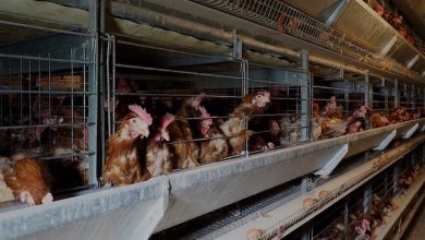 Photo of Alerta por influenza aviar: Medidas para evitar el contagio en aves de corral
