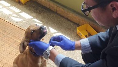 Photo of PDI-BIDEMA detiene a sujeto por Maltrato Animal en Antofagasta