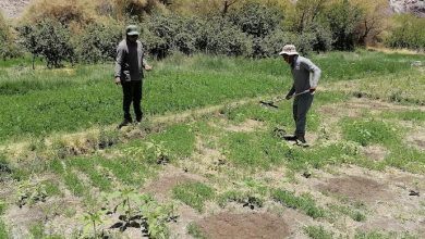 Photo of Con la plantación de quínoa, maíz y alfalfa reimpulsan la agricultura de la Quebrada de Soncor