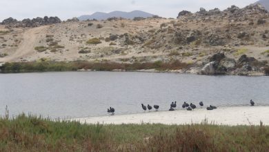 Photo of Santuario de la Naturaleza de Carrizal Bajo se llevó a cabo gracias a financiamiento del Fondo de Protección Ambiental