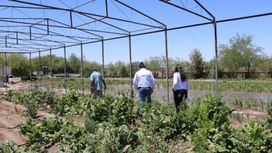 Photo of Proyecto financiado por Fondo Agrícola de Minera El Abra  busca evitar ingreso de maleza a los cultivos