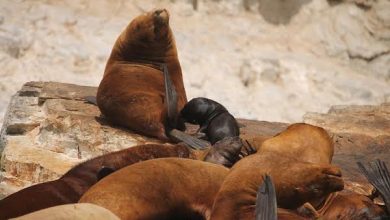 Photo of SERNAPESCA CONFIRMÓ SEGUNDO CASO POSITIVO DE INFLUENZA AVIAR EN LOBO MARINO COMÚN
