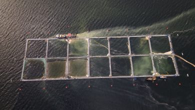 Photo of JUSTICIA DEJA FUERA DE LA RESERVA NACIONAL KAWÉSQAR DOS SALMONERAS DE NOVA AUSTRAL