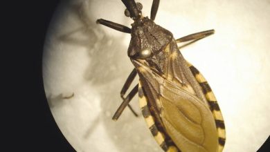 Photo of CESFAM CENTRAL LLAMA A TENER PRECAUCIÓN CON LA VINCHUCA; EL PRINCIPAL TRANSMISOR DE LA ENFERMEDAD DE CHAGAS