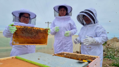 Photo of Mujeres producirán miel en Chungungo