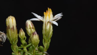 Photo of Descubren nueva especie de planta en Paposo