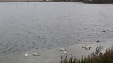 Photo of En el Santuario de la Naturaleza del Río Copiapó celebran el Día Mundial de los Humedales