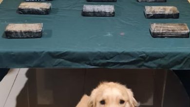 Photo of Perra detectora de drogas desbarata millonaria carga