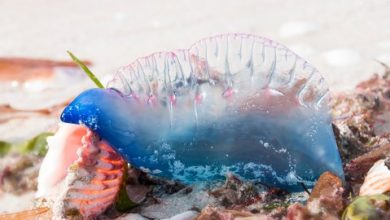 Photo of Estas son las graves consecuencias de la picadura de la fragata portuguesa: Sepa qué hacer y las playas dónde está prohibido el baño