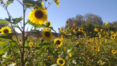 Photo of FCAB apoya el desarrollo de nueva etapa de la Granja Apícola en Calama