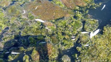 Photo of Vecinos y Greenpeace denuncian hallazgo de peces muertos en Humedal de los Molles