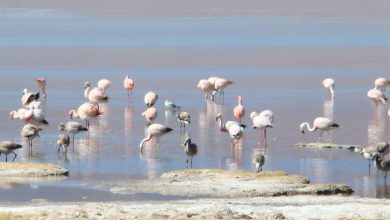 Photo of Salar del Huasco obtiene categoría de Parque Nacional