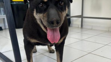 Photo of BIDEMA de la PDI rescata a perrita que se hallaba en mal estado de salud en el sector La Chimba