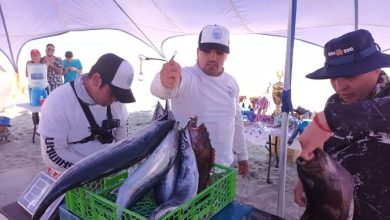 Photo of Sernapesca realizó positivo balance tras veda de merluza común