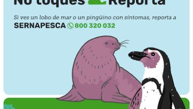 Photo of SERNAPESCA INFORMA PRIMER CASO DE INFLUENZA AVIAR EN ESPECIE LONTRA FELINA, POPULARMENTE CONOCIDA COMO CHUNGUNGO