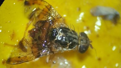 Photo of Mosca de la fruta en San Pedro de Atacama y Antofagasta