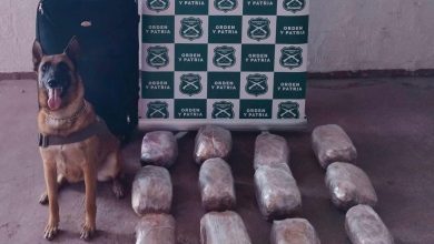 Photo of Carabineros del OS7 evita el trafico de más de  13 mil dosis de drogas