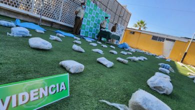 Photo of Carabineros saca de circulación más de 900 millones de pesos en marihuana creepy