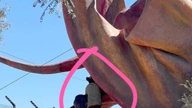 Photo of Dañan Dinosaurios del Parque El Loa