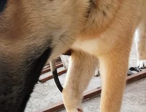 Photo of MALDITA: PDI rescata perrito que habría sido lesionado por una mujer