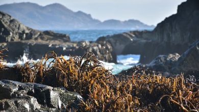 Photo of Siguen avanzando modificaciones a la Ley de Pesca y la importancia de los bosques de algas se toma parte de la discusión