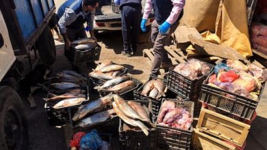 Photo of Previo a Semana Santa decomisan más de un centenar de pescados desde verdulería irregular en sector parcelas