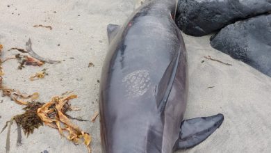 Photo of Otras especies marinas afectadas por influenza aviar: cetáceo menor dio positivo en Atacama