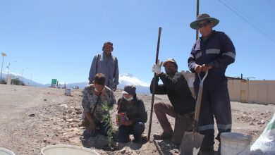 Photo of Comunidad de Ayquina arborizó avenida con Fondo Ambiental de Minera El Abra