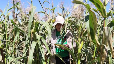 Photo of Agricultores loínos controlan la Mostaza Negra y sacan  “buena cosecha”