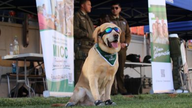 Photo of Más de mil quinientos alumnos de establecimientos municipales “descubrieron su deporte” en Calama