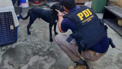Photo of PDI investiga caso de maltrato animal y detiene al presunto responsable
