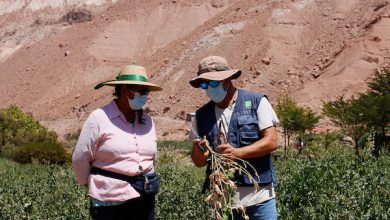 Photo of Extienden hasta septiembre  el combate contra la Mostaza Negra