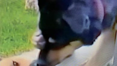 Photo of En Universidad Del Alba de La Serena sacrifican dos perros para estudiarlos