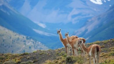 Photo of ¡La naturaleza tiene ley! Congreso despacha la ley que crea el Servicio de Biodiversidad y Áreas Protegidas