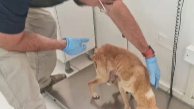 Photo of Detienen a persona que mantenía perrita encerrada desnutrida