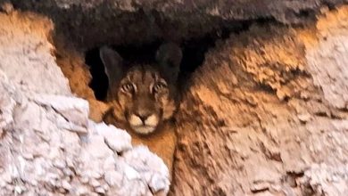 Photo of Encuentran Puma cerca de Ayquina