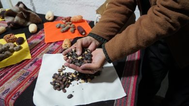Photo of Con Fondo Ambiental de El Abra se crea primer banco de semillas de plantas ancestrales