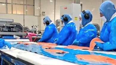 Photo of Sernapesca anuncia  certificación oficial para exportación de productos acuícolas y pesqueros a la República de India