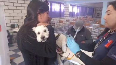 Photo of Vacunan en operativos a mascotas para evitar la Rabia en la zona