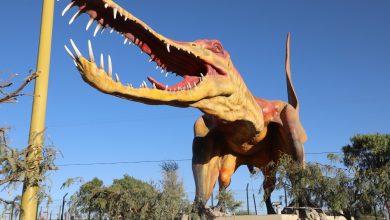 Photo of Desafío del Dinonombre: Concurso invita a niños y niñas de Calama a generarles identidad a dinosaurios del Parque