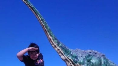 Photo of ¡Últimos días para participar del concurso Desafío del Dinonombre!