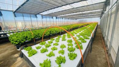 Photo of FIA impulsa innovación en los sistemas hidropónicos para el uso de agua del Río Loa en agricultura de desierto