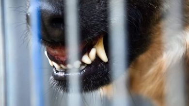 Photo of LA REGION REGISTRA MAS DE 1900 MORDEDURAS DE PERROS