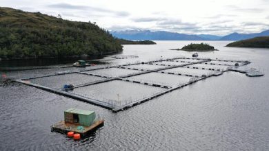 Photo of Greenpeace juntó 110 mil personas: en sus días más críticos crece la presión contra las salmoneras