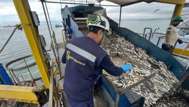 Photo of PRIMERA TEMPORADA  DE PESCA PELÁGICA EN BIOBÍO CERRÓ CON MÁS DE 500 MIL TONELADAS DESEMBARCADAS