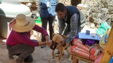 Photo of SALUD LLAMA A DESPARASITAR PERIODICAMENTE A LAS MASCOTAS